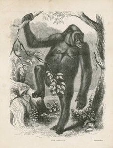 Il gorilla, frontespizio per Esplorazioni e Avventure in Africa Equatoriale di Paul B du Chaillu