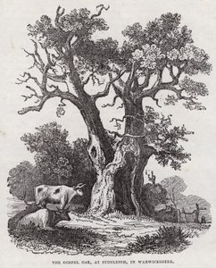 La Quercia del Vangelo, Stonleigh, Warwickshire (incisione) da English School