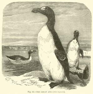 La grande alca, Alca impennis da English School
