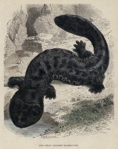 La grande salamandra giapponese da English School
