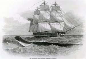 Il grande serpente marino visto per la prima volta dalla H.M.S. Daedalus da English School
