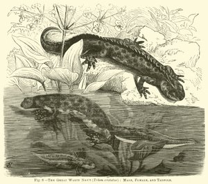 Il grande tritone crestato (Triton cristatus), maschio, femmina e girino