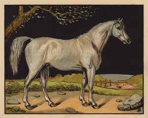 Il cavallo da English School
