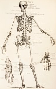 Lo scheletro umano, c.1890 da English School