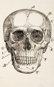 Il cranio umano, c.1890 da English School