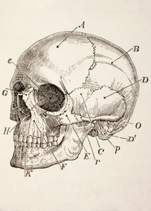 Il cranio umano, c.1890 da English School