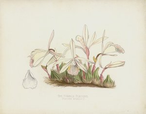 Pleione Humilis