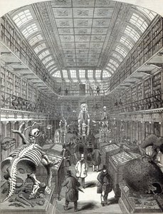 Il Museo Hunterian, al Royal College of Surgeons, da 