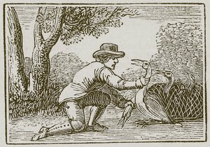 Il maritino e la cicogna (incisione) da English School