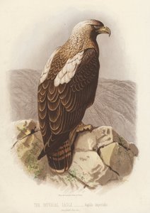 Aquila imperiale, Aquila Imperialis (litografia a colori) da English School