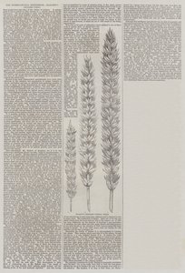 Esposizione Internazionale, il Grano di Razza di Hallett (incisione)