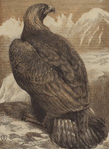 Il re delle montagne (incisione colorata)