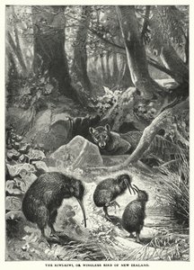 Il Kiwi-Kiwi, o uccello senza ali della Nuova Zelanda (incisione)