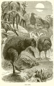 Il kiwi