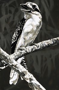 Il kookaburra da English School