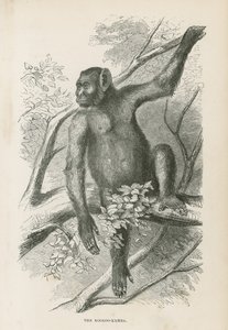 Il Kooloo-Kamba