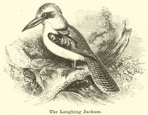 Il kookaburra da English School