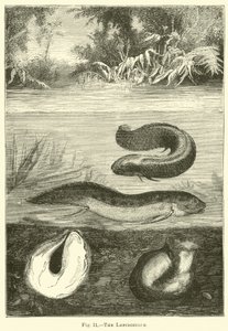 La lepidosirena