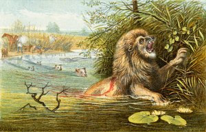 Il leone - 