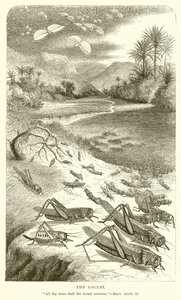 La locusta