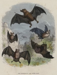 Il Madagascar e altri pipistrelli (incisione colorata) da English School