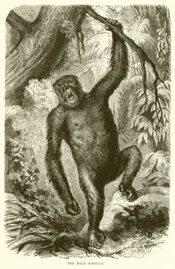 Il gorilla maschio da English School