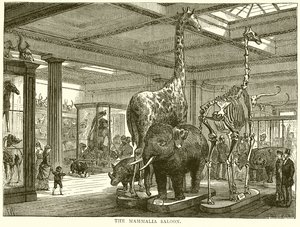 Salone dei Mammiferi da English School