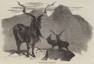 Il Markore, Capra Megaceros