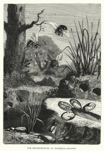 Le metamorfosi di Anthophora personata (incisione)