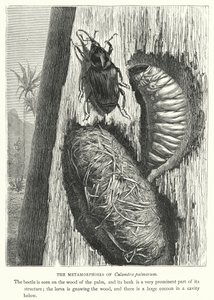 Le metamorfosi di Calandra palmarum da English School