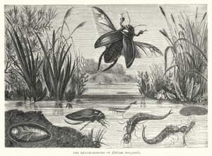 Le metamorfosi di Dytiscus marginalis (incisione) da English School