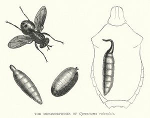 Le metamorfosi di Gymnosoma rotundata (incisione) da English School