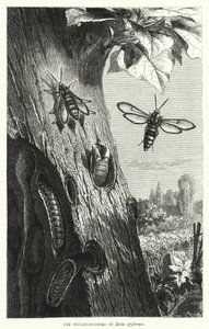 Le metamorfosi di Sesia apiformis (incisione)