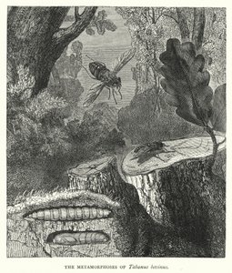 Le metamorfosi di Tabanus bovinus (incisione) da English School