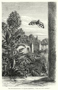 Le metamorfosi di Zygaena filipendulae, "La Burnet a sei macchie" (incisione) da English School