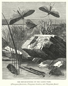 Le metamorfosi delle mosche caddis, Phryganea flavicornis, Phryganea rhombica e Phryganea fusca da English School