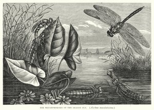 Le metamorfosi della libellula, Aeschna maculatissima (incisione) da English School