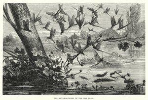 Le Metamorfosi delle Effimere