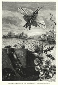 Le metamorfosi del grillo talpa, Gryllotalpa vulgaris (incisione) da English School