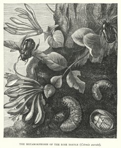 Le metamorfosi del coleottero rosa, Cetonia aurata (incisione) da English School