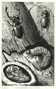 Le metamorfosi dello scarabeo cervo (incisione)