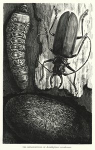 La metamorfosi di Acanthophorus serraticornis