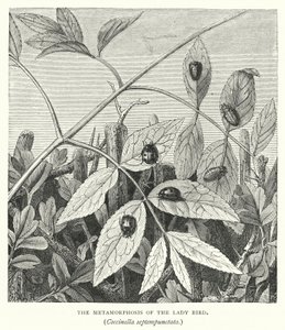 La metamorfosi della coccinella, Coccinella septempunctata (incisione) da English School