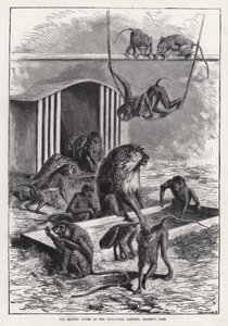 La Casa delle Scimmie ai Giardini Zoologici, Regent