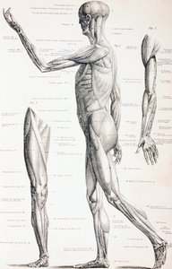 I muscoli del corpo umano, c.1890 da English School