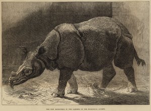 Il nuovo rinoceronte nei giardini della Società Zoologica (incisione) da English School