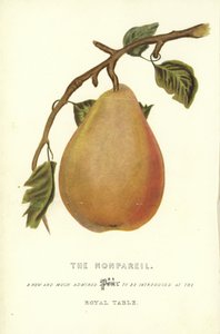 Il Nonpareil da English School