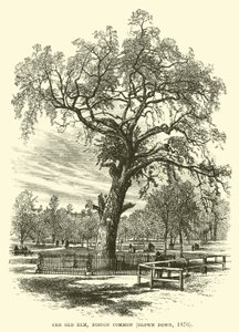 Il Vecchio Olmo, Boston Common, abbattuto nel 1876 da English School