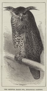 Il Gufo Reale Orientale, Giardini Zoologici da English School