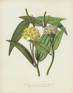 Hoya Ovalifolia e Pallida